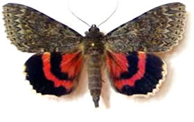 Catocala francisca