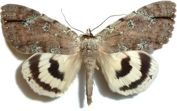 Catocala nivea 