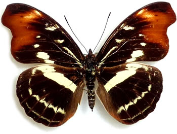 Catonephele sabrina