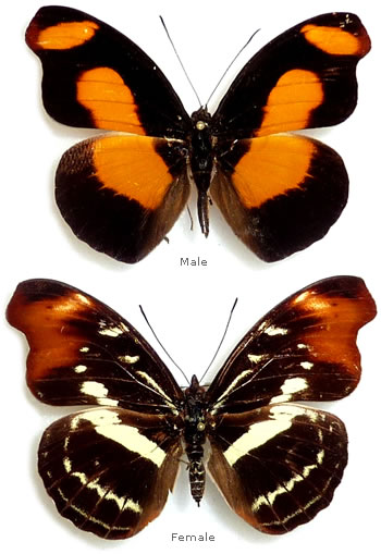 Catonephele sabrina