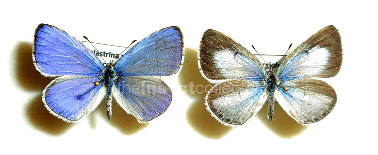 Celastrina argiolus