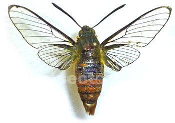 Cephonodes apus