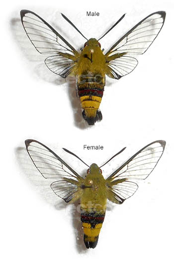 Cephonodes hylas