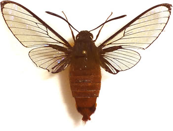 Cephonodes trochilus 