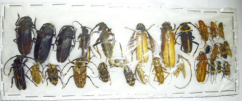 Cerambycidae  Lot 1