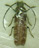 Cerambycidae sp.1