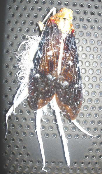 Cerogenes auricoma