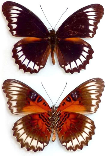 Cethosia obscura 