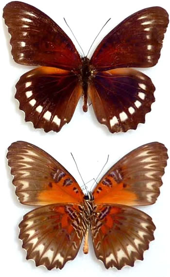 Cethosia obscura 