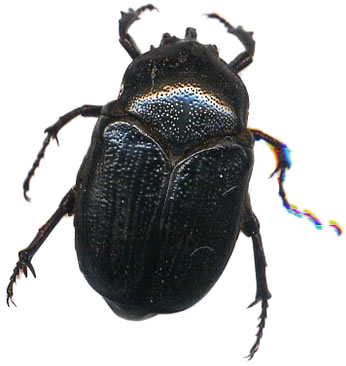 Tiarocera cornuta 