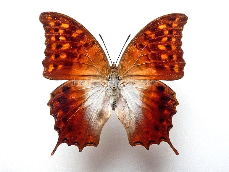 Charaxes berthrami