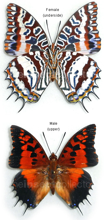 Charaxes andranadorus