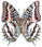 Charaxes andranadorus