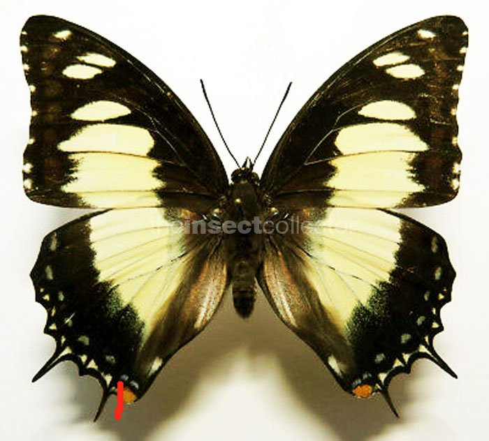 Charaxes superbus  