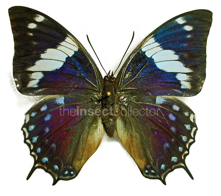 Charaxes barnsi