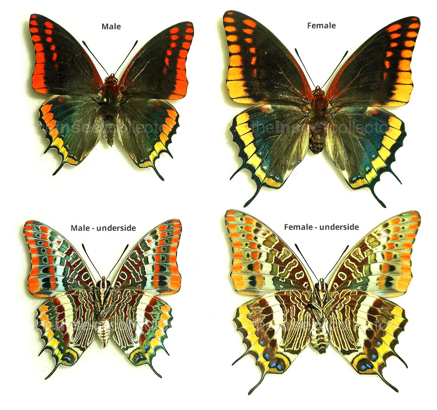 Charaxes jasius