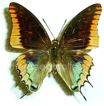 Charaxes jasius 