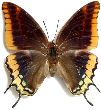 Charaxes jasius