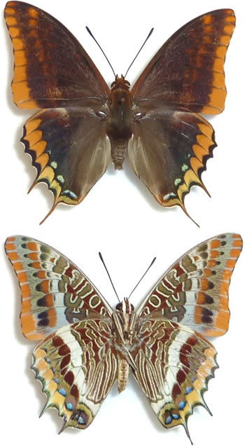 Charaxes jasius