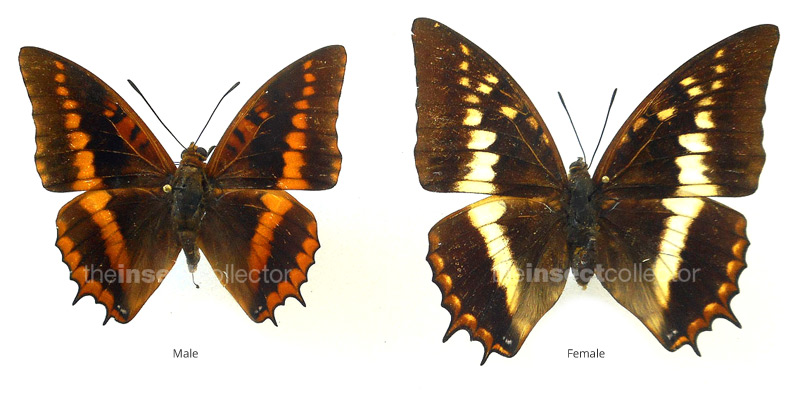 Charaxes lemosi   