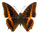 Charaxes lemosi   