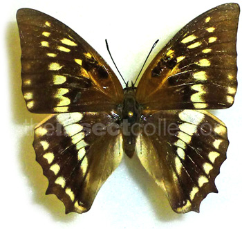 Charaxes odysseus 