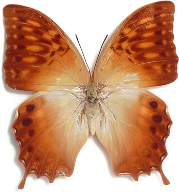 Charaxes saperanus 