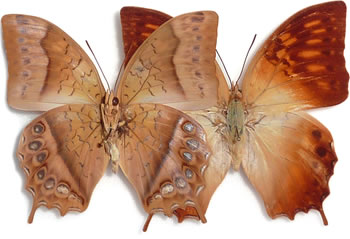 Charaxes saperanus 