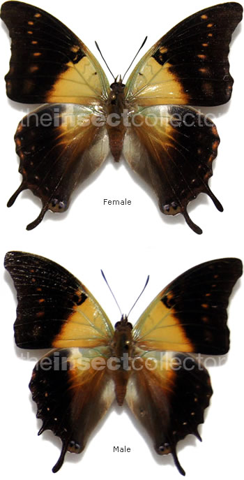 Charaxes thomasius 