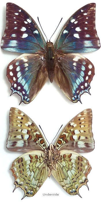 Charaxes viossati