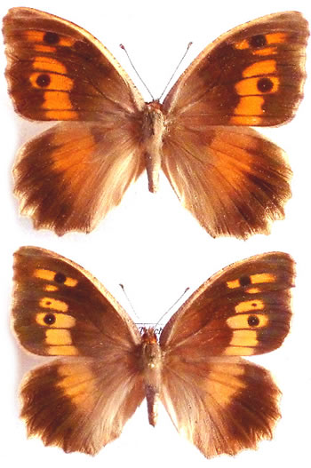 Chazara briseis 