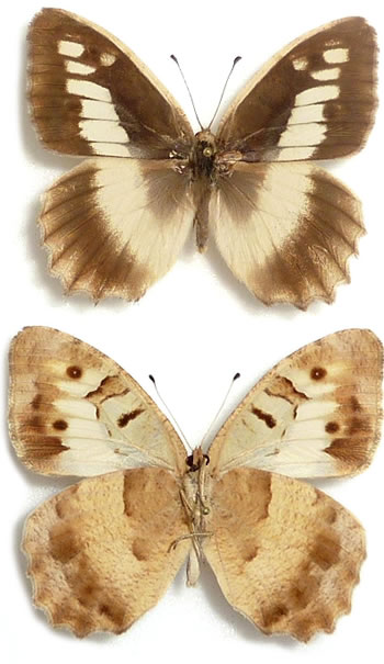 Chazara maracandica