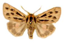 Chelis simplonia (=simplonica) 