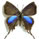 Cheritrella truncipennis