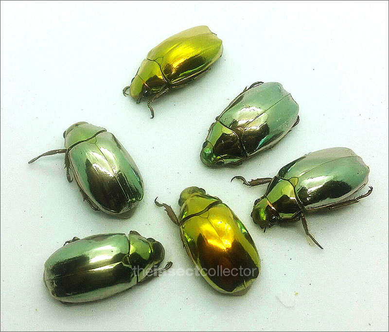 Chrysina optima-silver