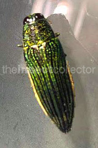 Chrysesthes ssp. 