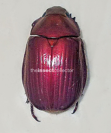 Chrysina paulseni