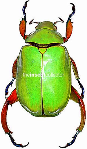 Chrysina adolphi