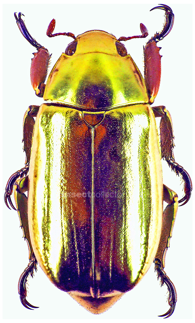 Chrysina argenteola