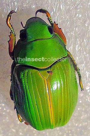 Chrysina diane 