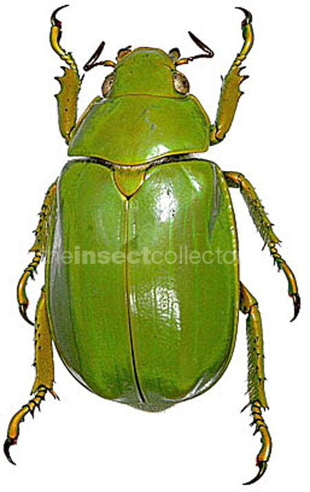 Chrysina expansa