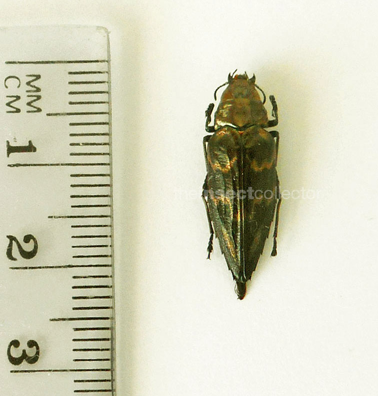 Chrysobothris sp.?