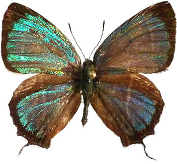 Chrysozephyrus coruscans