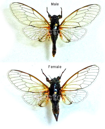 Cicadetta hannekeae (Gogala et al.2008)