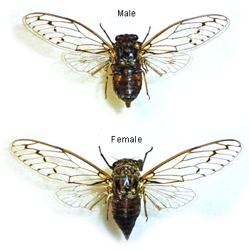 Cicada orni