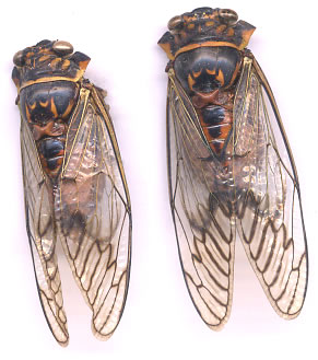 Opodoea strigipennis