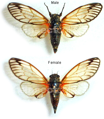 Cicadetta cf.podolica