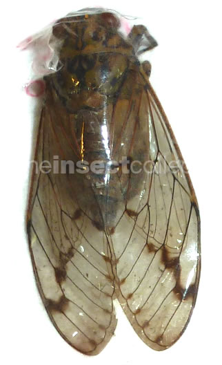 Cicadidae sp.2