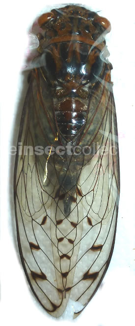 Cicadidae sp.4