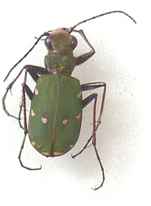 Cicindela campestris 